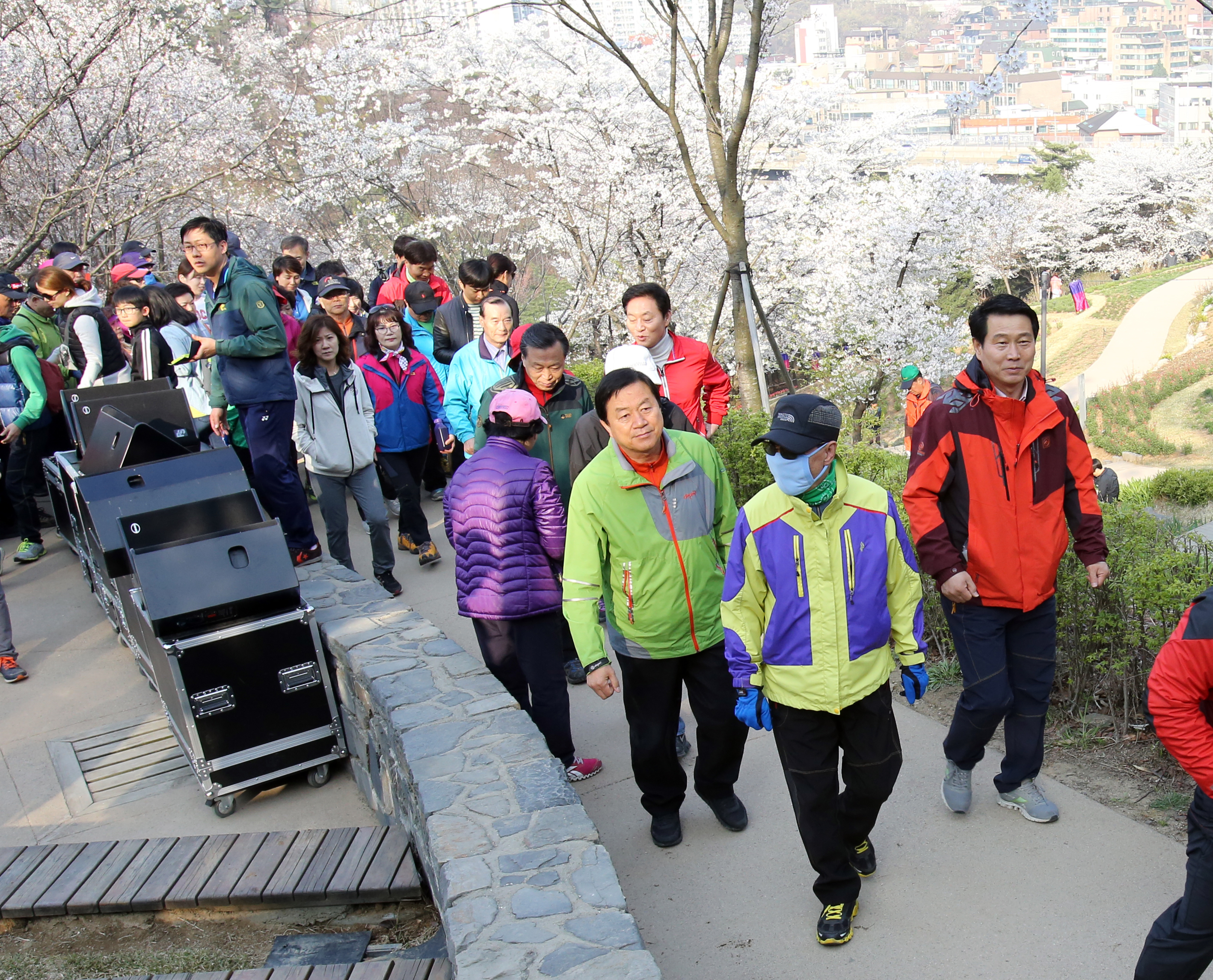 안산 벚꽃 걷기대회 1