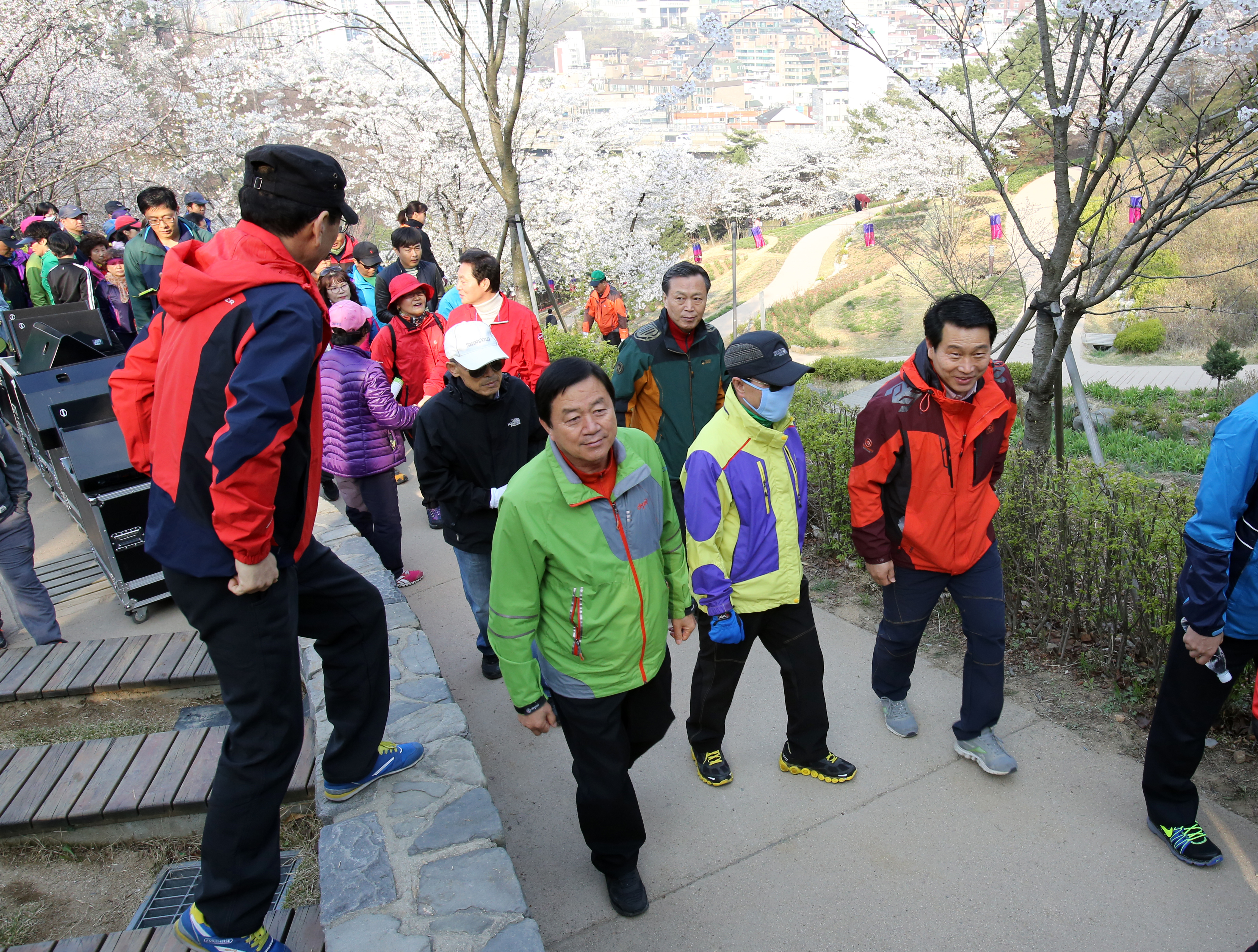 안산 벚꽃 걷기대회 1