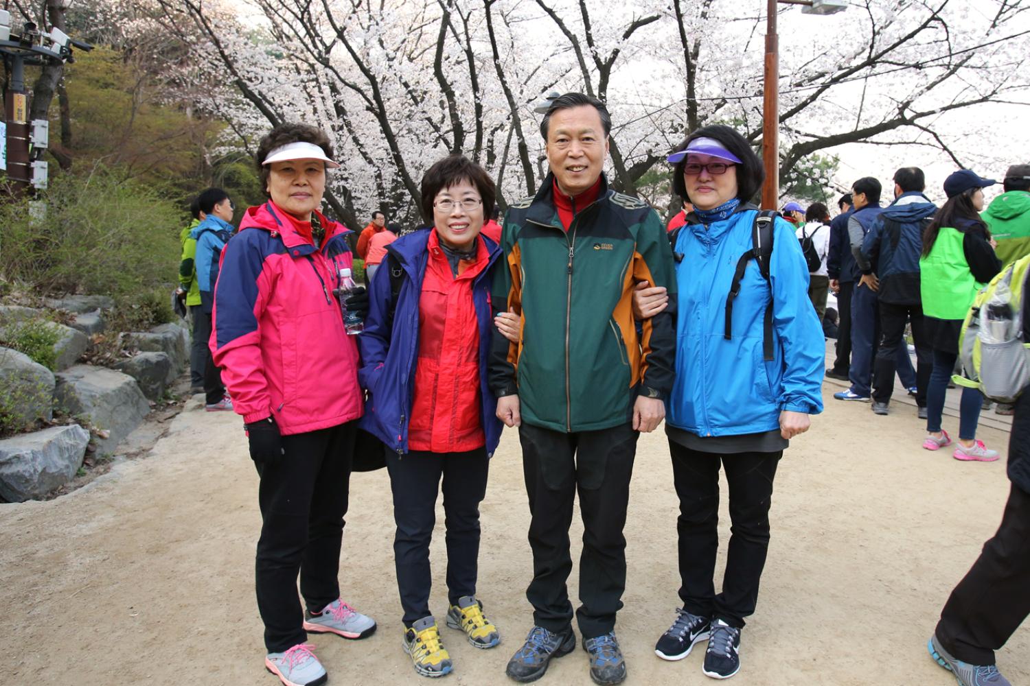 안산 벚꽃 걷기대회