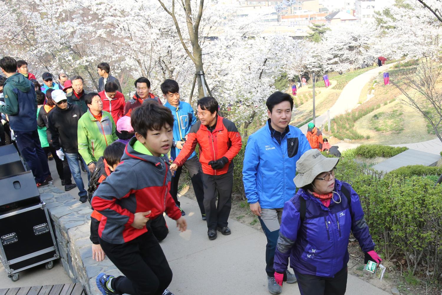 안산 벚꽃 걷기대회