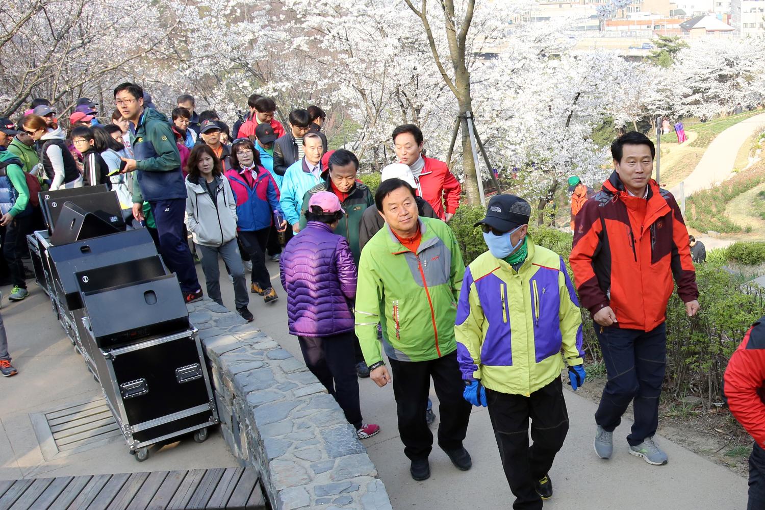 안산 벚꽃 걷기대회